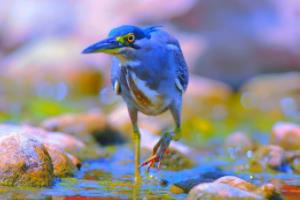 石家庄万科篮球联赛官网，篮球运动的激情与精彩石家庄万科篮球联赛官网