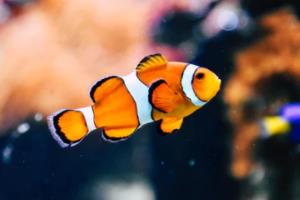 南宁市篮球联赛要门票吗？解读比赛背后的文化与经济价值南宁市篮球联赛要门票吗